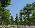 大兴造林收获“宝藏”景点！又到花季，快来打卡