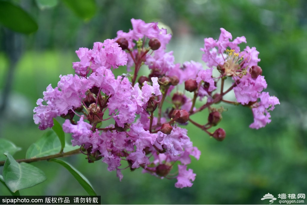 北京紫薇花开正盛，花期超长，还“怕痒”！[墙根网]