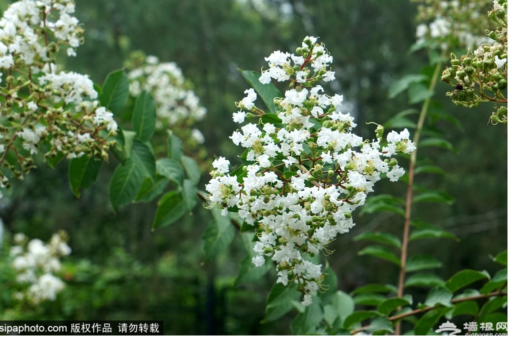北京紫薇花开正盛，花期超长，还“怕痒”！[墙根网]