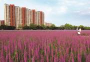 中国影都添新景，怀柔杨宋千亩花海进入盛花期