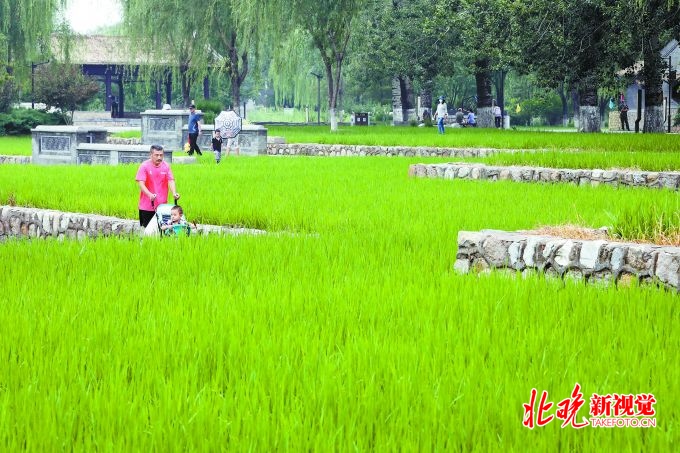北京西郊历史文化保护区园外园景观提升，8处山水田园托起“三山五园”[墙根网]