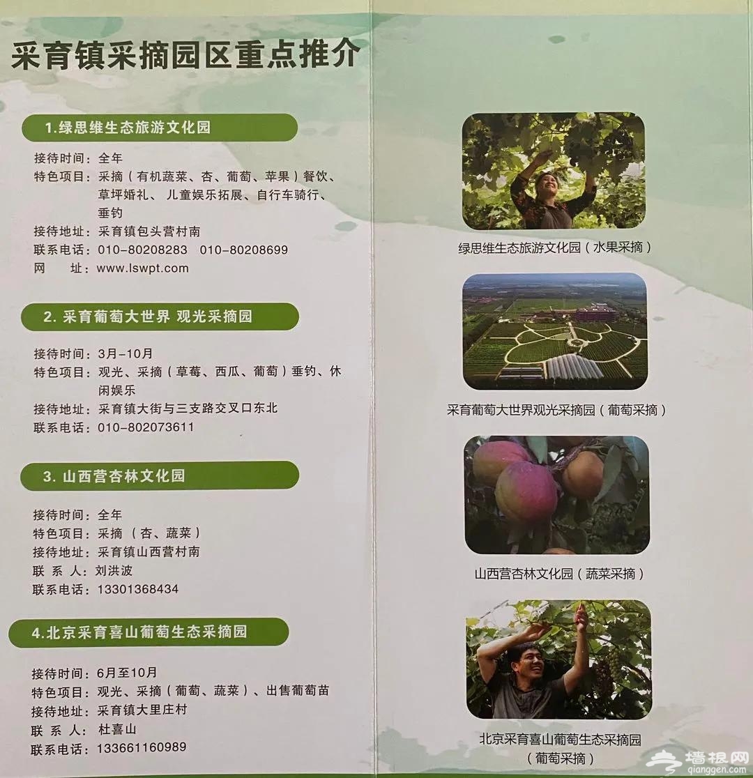  “京南吐鲁番”的万亩葡萄已熟，可以来采摘了！[墙根网]