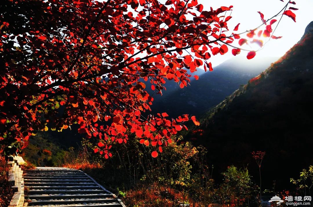 京郊顺义舞彩浅山开放，预计月底红叶进入最佳观赏期！[墙根网]