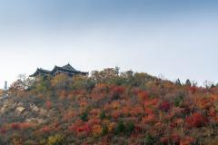 北京北宫国家森林公园红叶红了吗？观赏时间及攻略一览