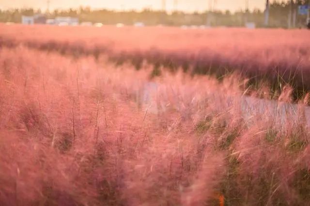 美丽又浪漫，北京多处粉色网红草海，快来打卡！[墙根网]