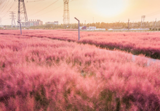 美丽又浪漫，北京多处粉色网红草海，快来打卡！