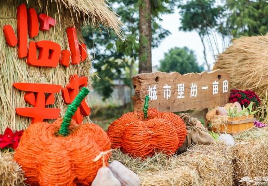 颂金秋 贺丰年丨临平街道举办“城市里的一亩田——临平小农场·秋之季”活动