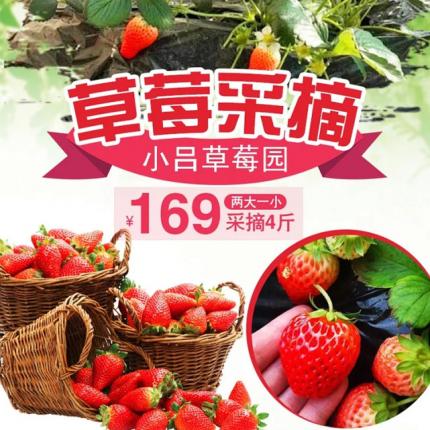 【通州区】2021.5.30前有效！北京这地方的草莓熟了，赶紧安排采摘，通州区东田阳村小吕草莓园~