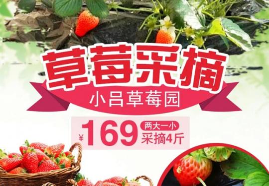 【通州区·草莓采摘】2021.5.30前有效！北京这地方的草莓熟了，赶紧安排采摘，通州区东田阳村小吕草莓园~