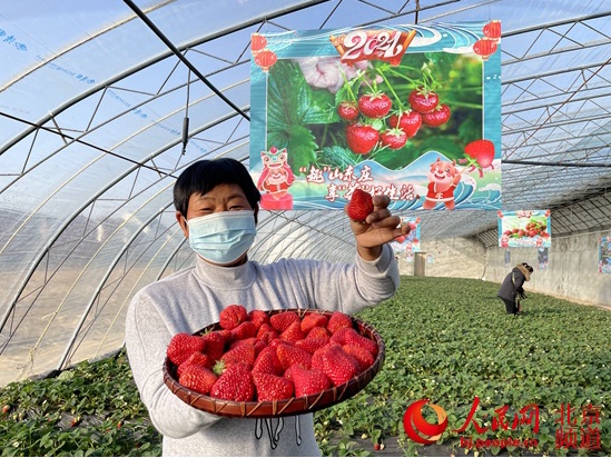 平谷区山东庄镇600亩草莓进入采摘季 将持续至6月初[墙根网]