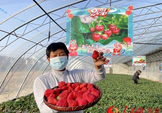 平谷區山東莊鎮600畝草莓進入采摘季 將持續至6月初