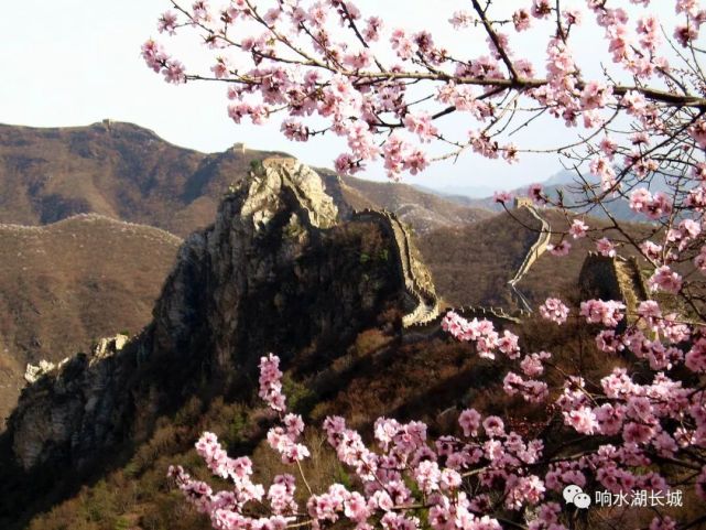 2021年第二届北京长城梅花节 将于2月4日盛大开幕[墙根网]