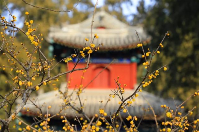 2021北京最新梅花观赏指南来了！[墙根网]
