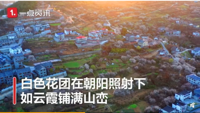 美！湖北十堰万株樱花盛开，如云霞铺满山峦[墙根网]