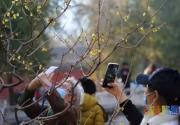 北京植物园卧佛寺蜡梅绽放！百株梅树花期可至3月中旬