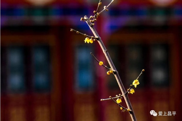 春天来了，昌平公园腊梅已“暗香浮动”[墙根网]