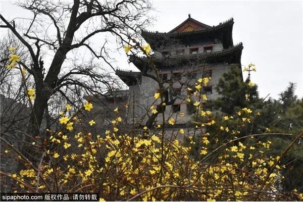 美爆了！解锁京城春天的密码，就在这些地方……[墙根网]