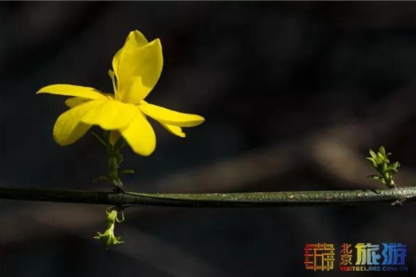 美爆了！解锁京城春天的密码，就在这些地方……[墙根网]