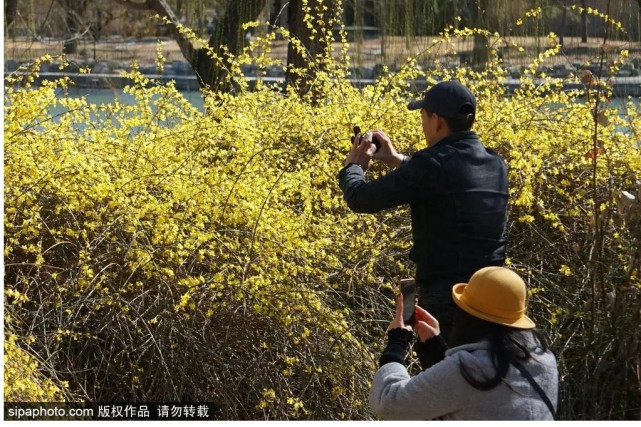 美爆了！解锁京城春天的密码，就在这些地方……[墙根网]