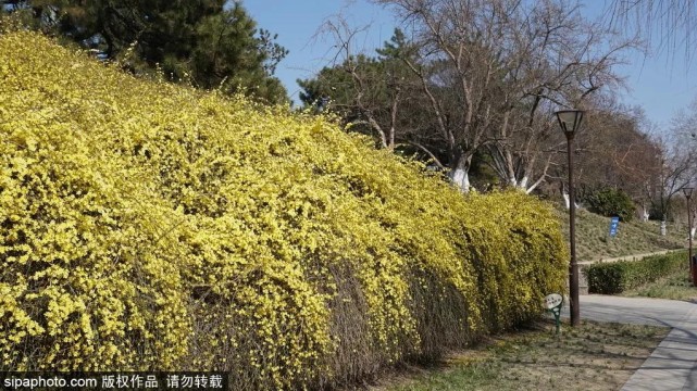 美爆了！解锁京城春天的密码，就在这些地方……[墙根网]