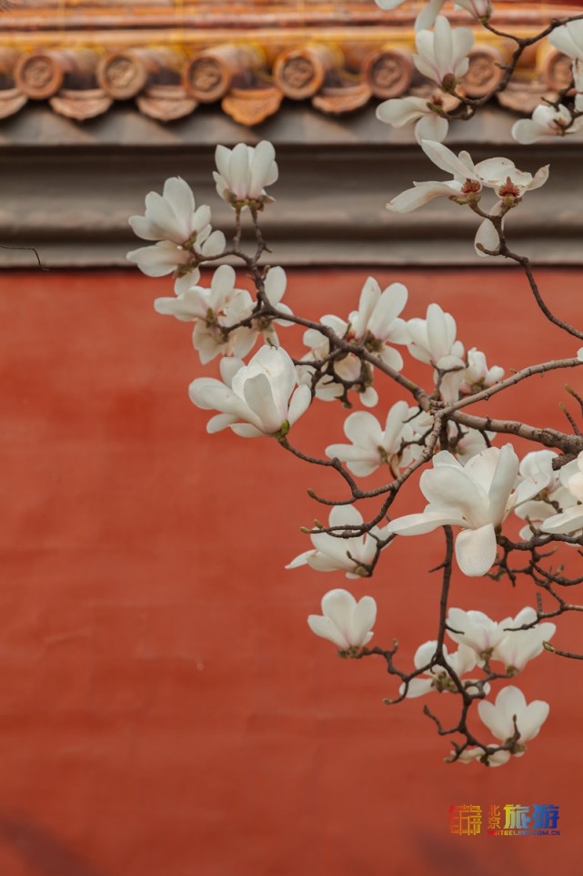 北京玉兰花赏花指南