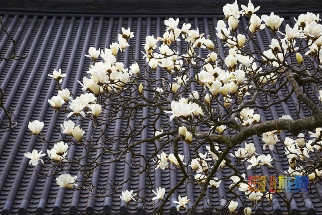 2021北京春游赏花指南[墙根网]