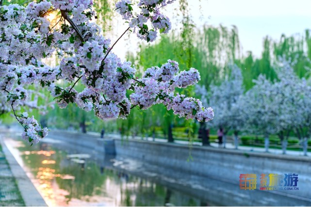 2021北京春游赏花指南[墙根网]