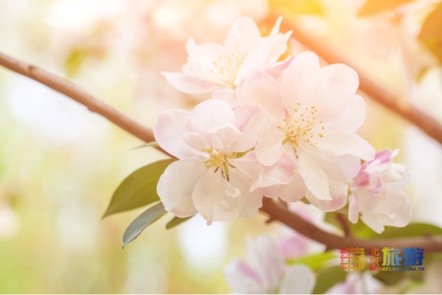 2021北京春游赏花指南[墙根网]