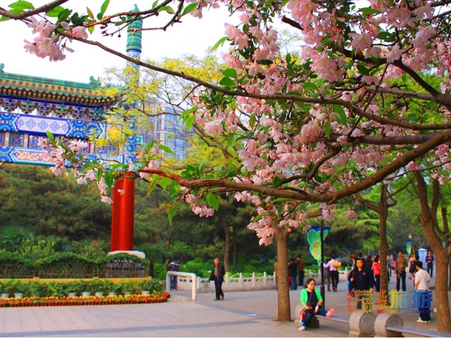 2021北京春游赏花指南[墙根网]