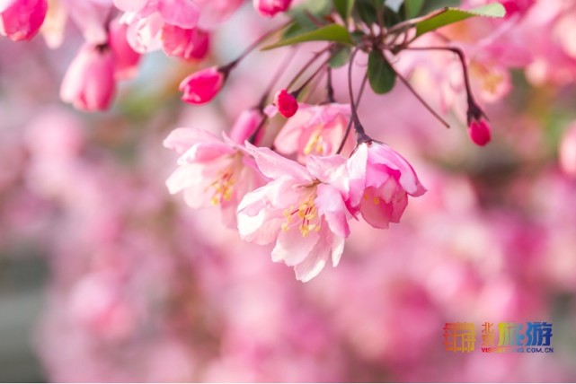 2021北京春游赏花指南[墙根网]