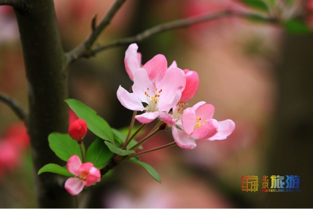 北京海棠花赏花指南