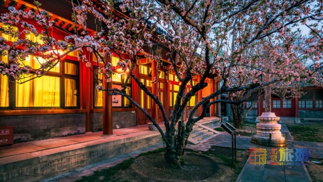 2021北京春游赏花指南[墙根网]