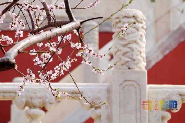 2021北京春游赏花指南[墙根网]