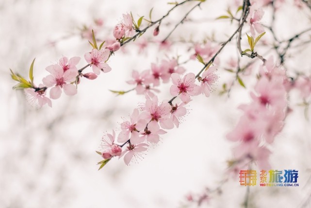 2021北京春游赏花指南[墙根网]