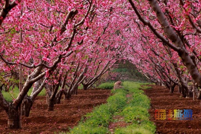 2021北京春游赏花指南[墙根网]