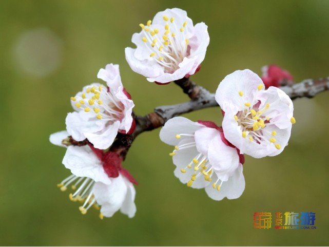 2021北京春游赏花指南[墙根网]