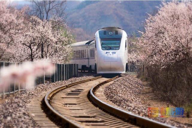 2021北京春游赏花指南[墙根网]