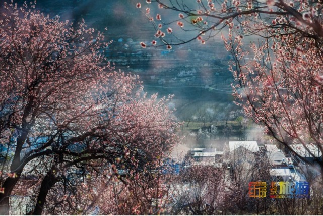 2021北京春游赏花指南[墙根网]