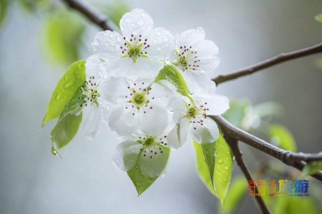 2021北京春游赏花指南[墙根网]