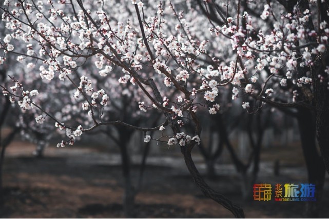 2021北京春游赏花指南[墙根网]