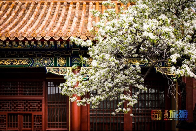 2021北京春游赏花指南[墙根网]