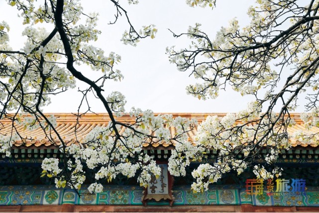 2021北京春游赏花指南[墙根网]