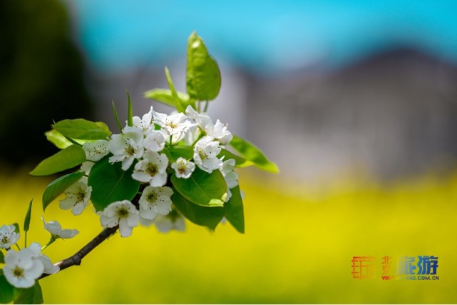 2021北京春游赏花指南[墙根网]