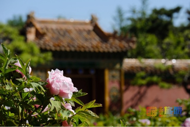 2021北京春游赏花指南[墙根网]