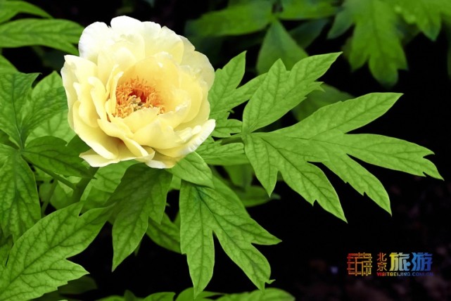 2021北京春游赏花指南[墙根网]