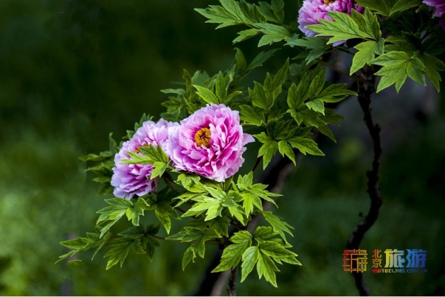 2021北京春游赏花指南[墙根网]