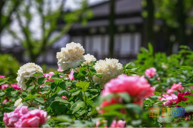 2021北京春游赏花指南[墙根网]