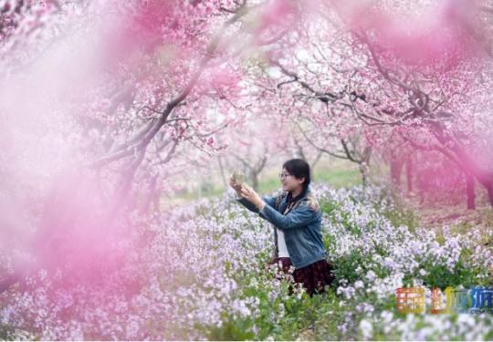 2021北京平谷第二十三屆桃花節4月4日開幕：花海徜徉 樂享休閑