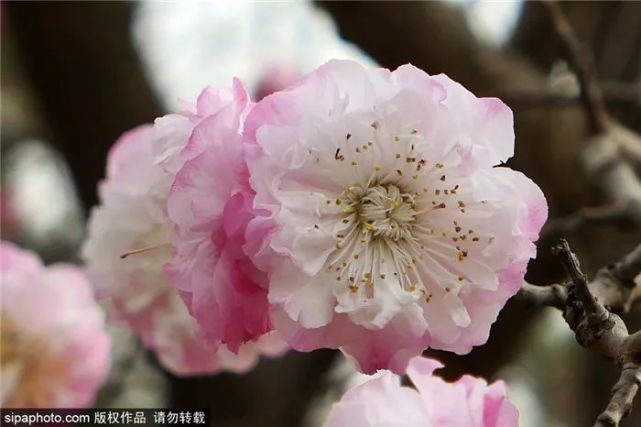 2021北京森林文化节开幕！从春天到冬天，200场活动包揽！[墙根网]