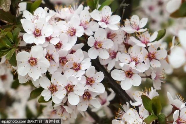 2021北京森林文化节开幕！从春天到冬天，200场活动包揽！[墙根网]